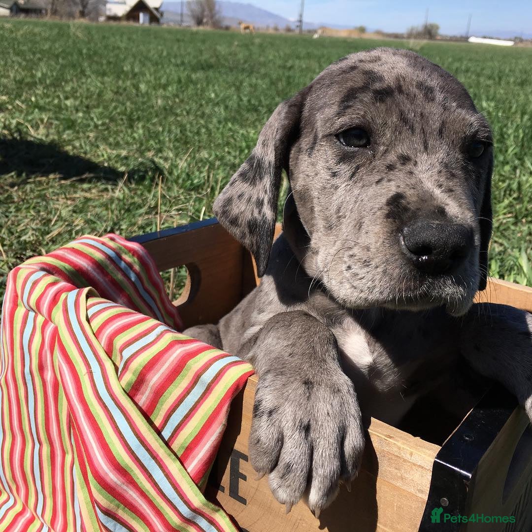 Great Dane dogs for sale: Re-home our 7 week old Great Dane Pups - Image 2