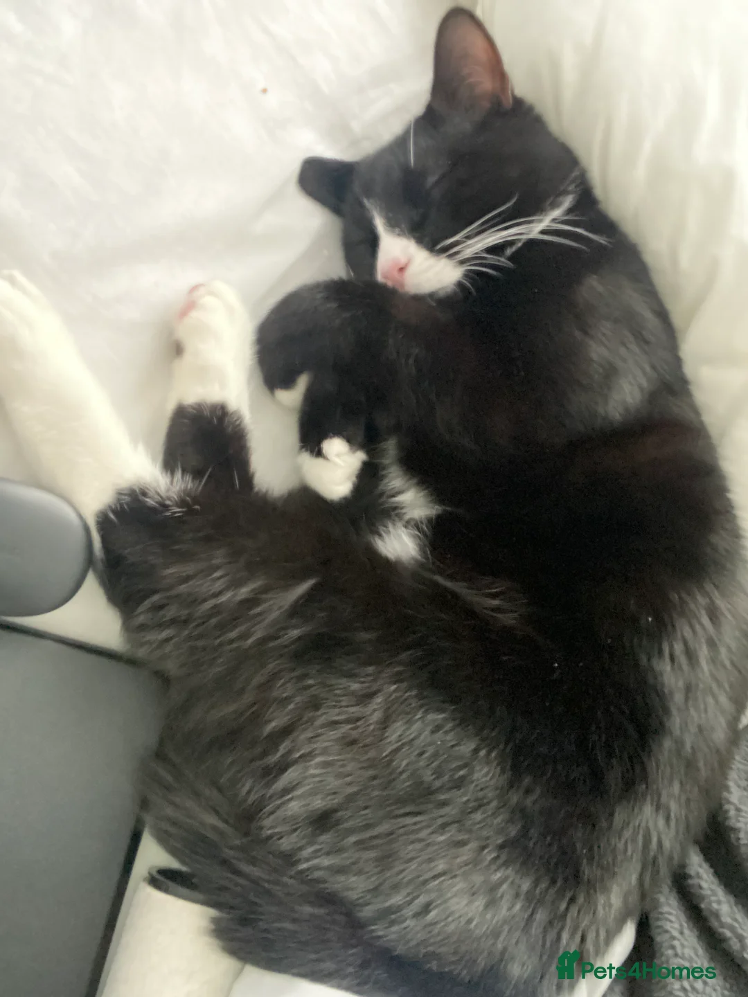 Bombay cats for sale: Black and white cat named -(Onyx)  - Advert 3
