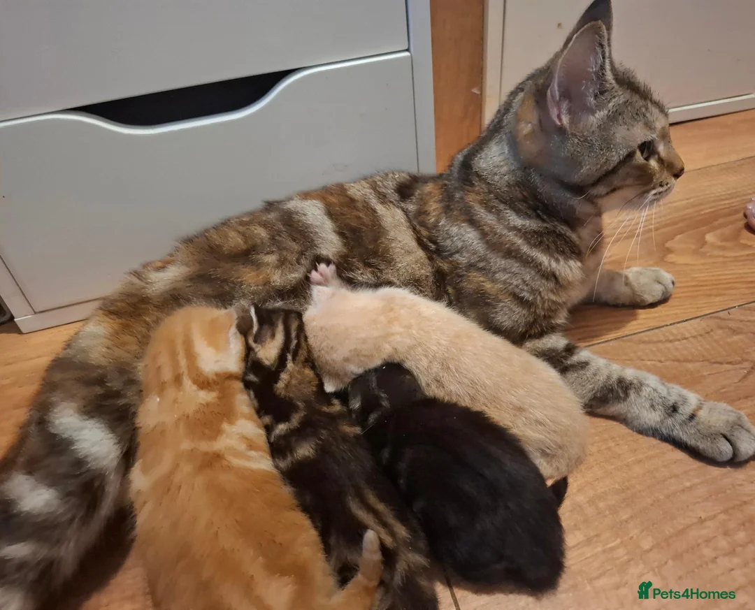 Mixed Breed cats for sale: Kittens - Advert 15