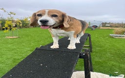 Beagle dogs for sale: Bella the Beagle - Image 2
