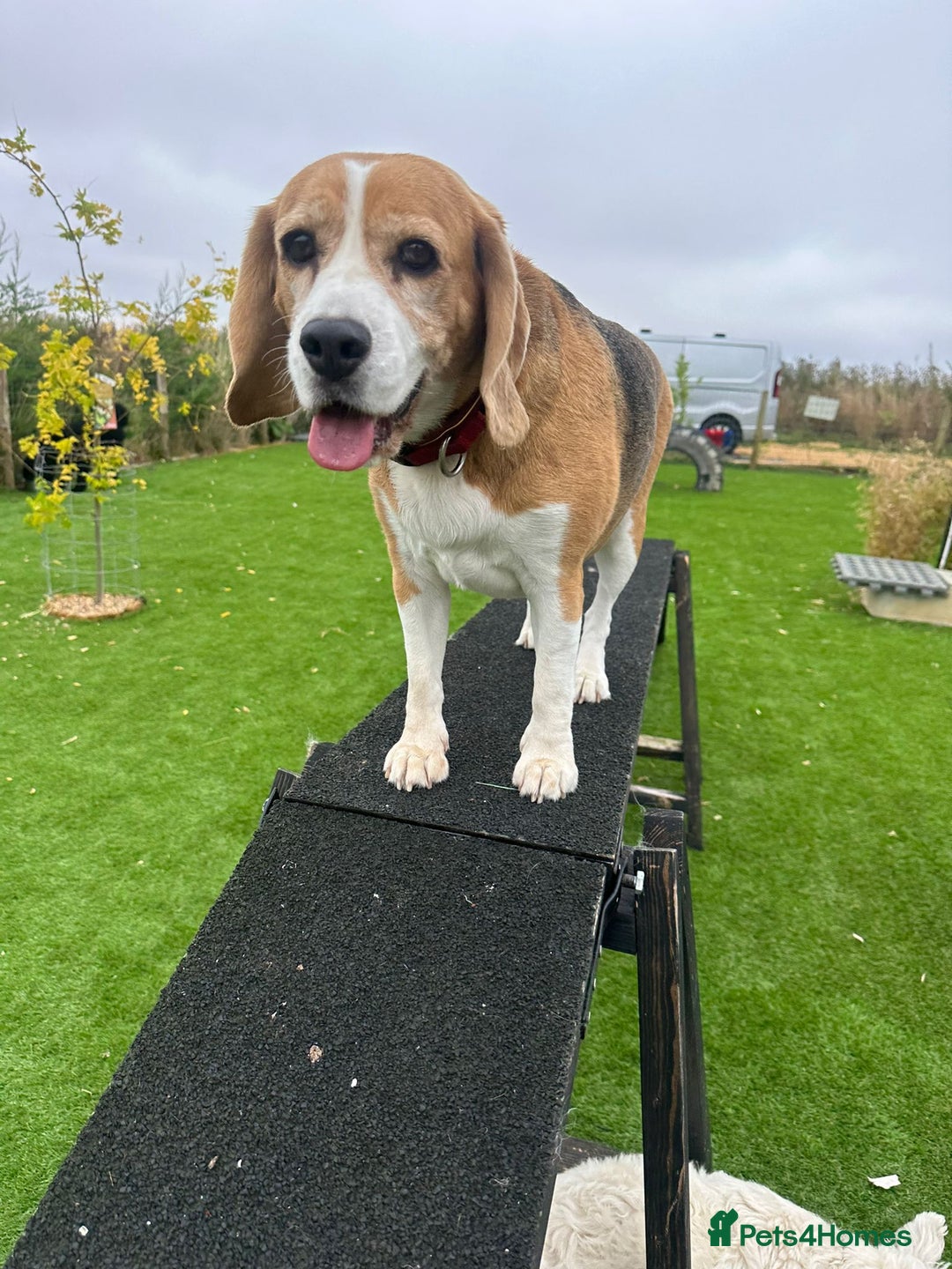 Beagle dogs for sale: Bella the Beagle - Image 2