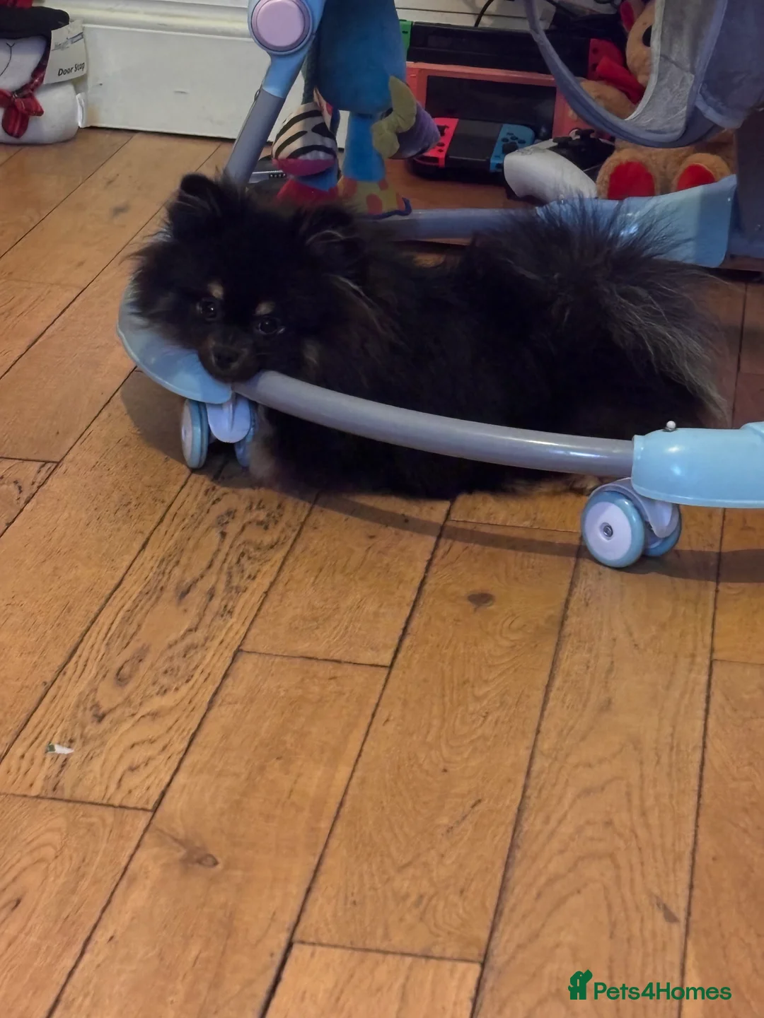 Pomeranian dogs for sale: Pomeranian Female - Advert 6