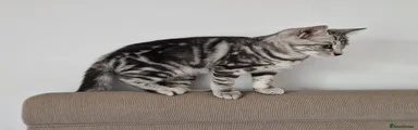 British Shorthair 4