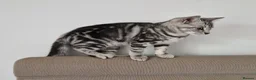 British Shorthair cats for sale: Lovely kittens - Advert 24