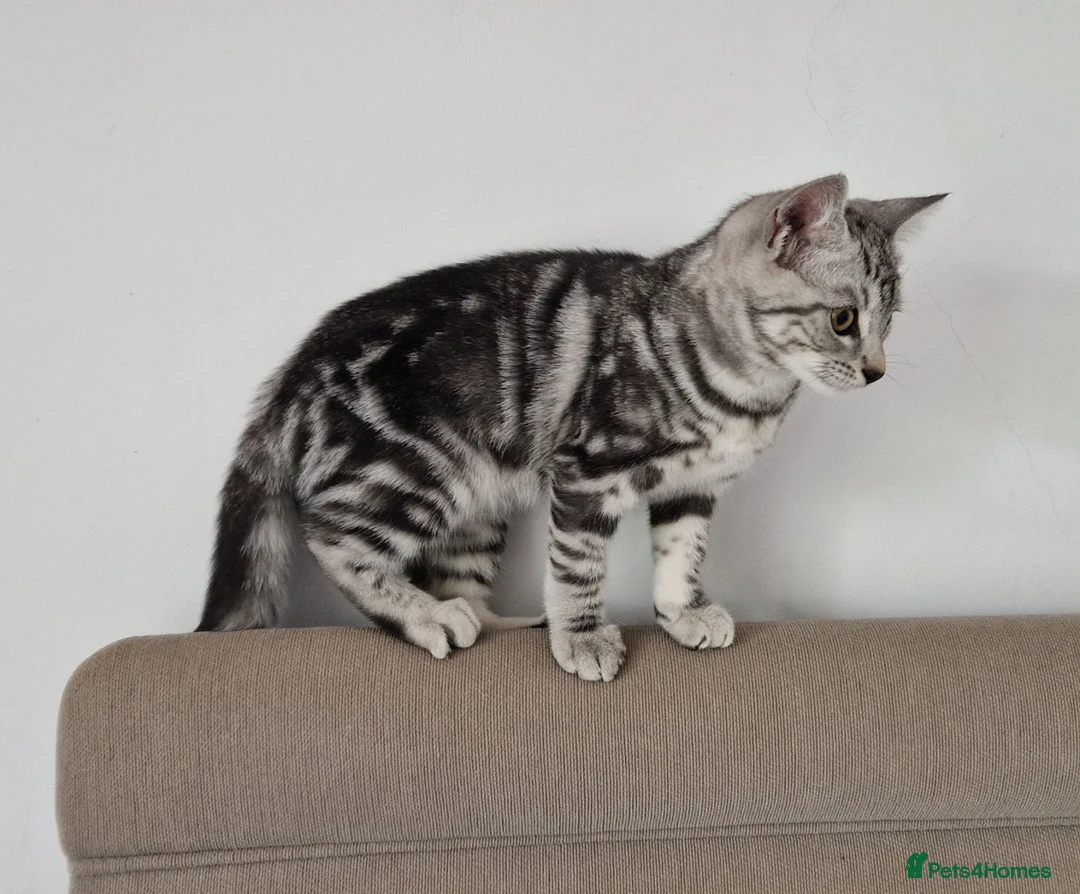British Shorthair cats for sale: Lovely kittens - Advert 24