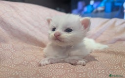 Maine Coon cats for sale: Polydactyl Maine coon babies - Image 3
