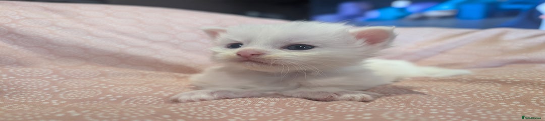 Maine Coon Kitten 1