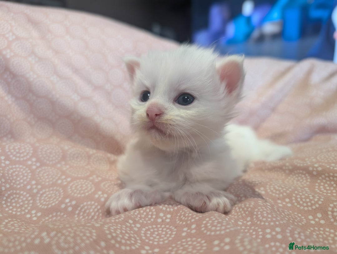 Maine Coon cats for sale: Polydactyl Maine coon babies - Image 3