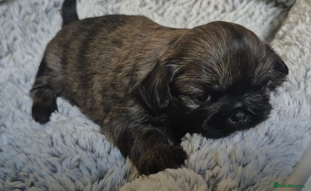 Shih Tzu dogs for sale: Imperial Shih Tzu- 1 beautiful girl❤️  - Advert 29