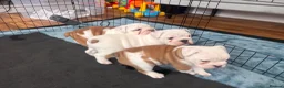 English Bulldog dogs for sale: English Bulldog pups  in Belfast - Advert 7