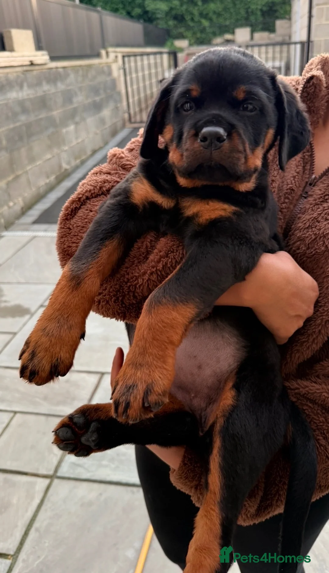 Rottweiler dogs for sale: Rottweiler Female Puppy Ready To Leave  - Advert 1