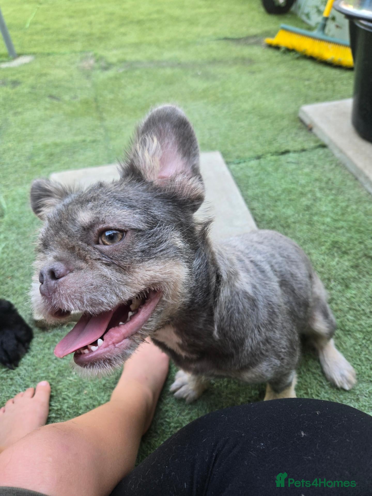 French Bulldog dogs Looking for a loving home - female Fluffy Frenchie - Advert 2