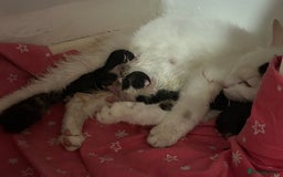 Domestic Shorthair cats for sale: Kittens for sale  - Image 8