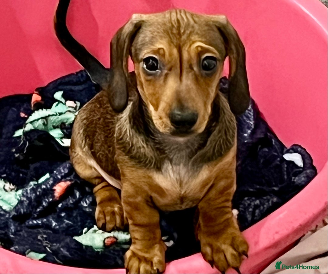 Miniature Dachshund dogs for sale: Shaded red kc reg Miniature dachshund   - Advert 8