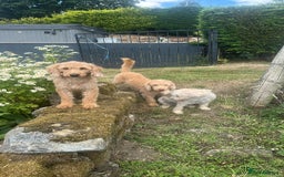 Labradoodle dogs for stud: Miniature labradoodle for stud  - Image 4