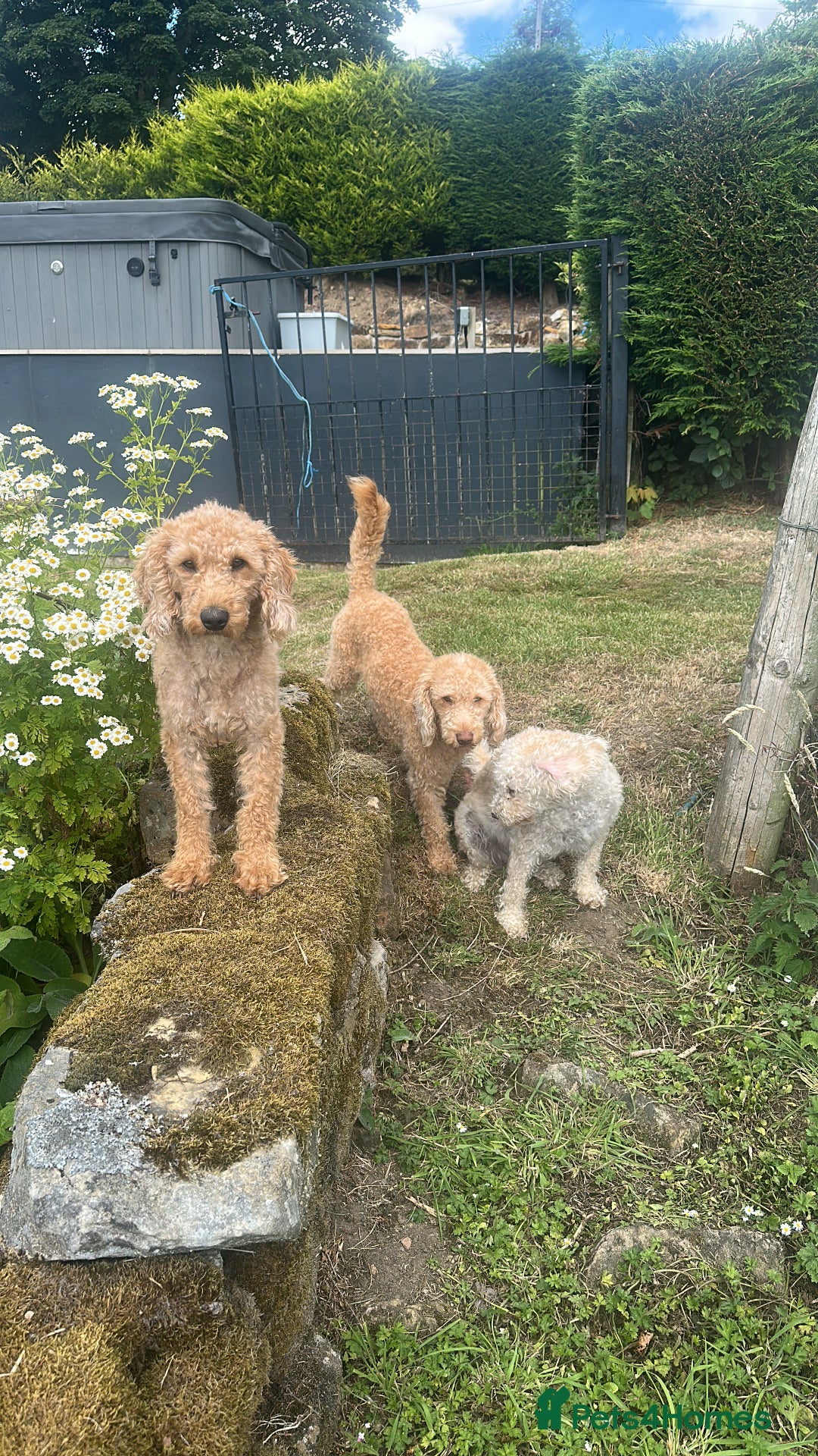Labradoodle dogs for stud: Miniature labradoodle for stud  - Image 4