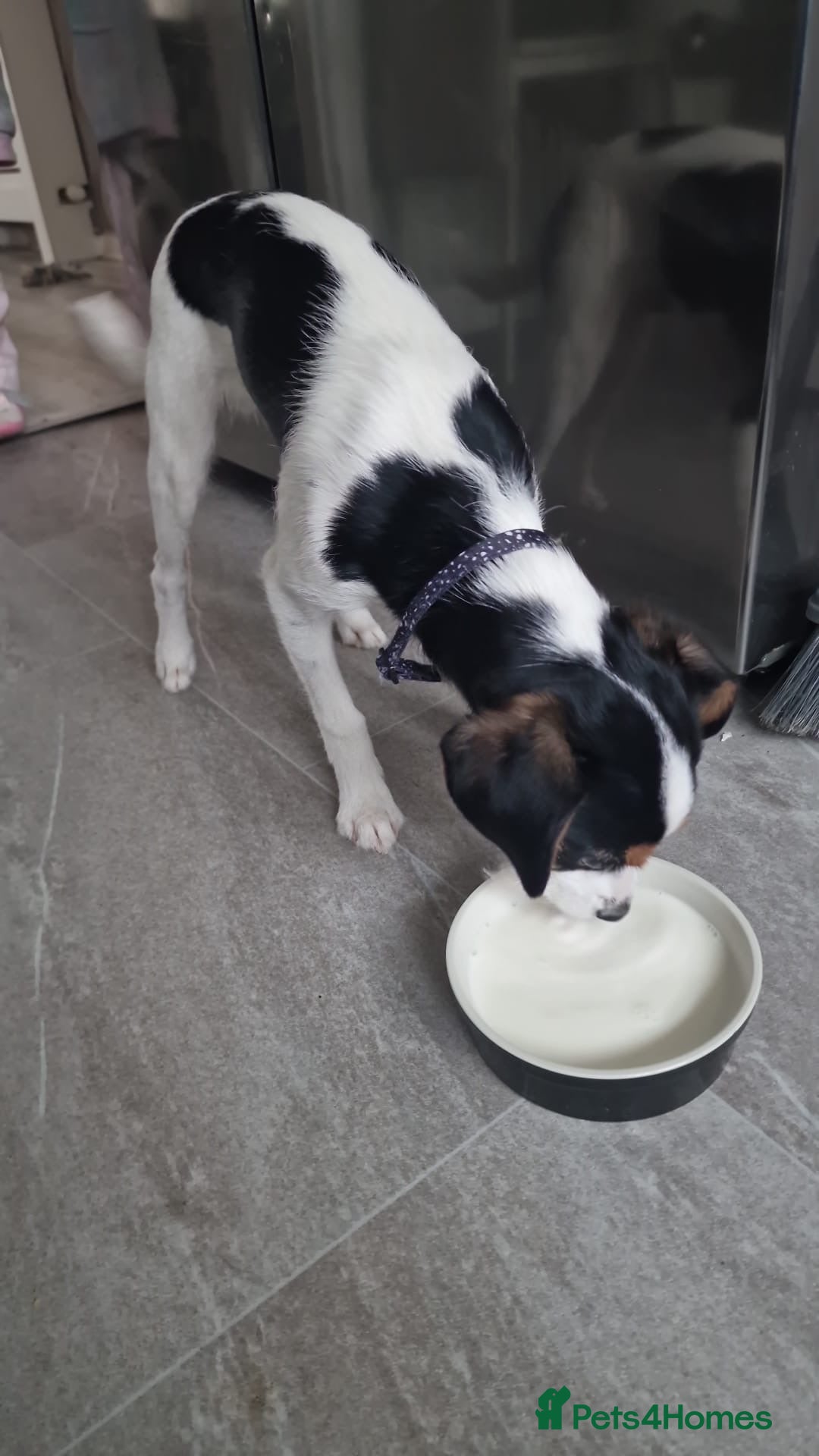 Mixed Breed dogs for sale: Cavalier King Charles cross puppies - Advert 6