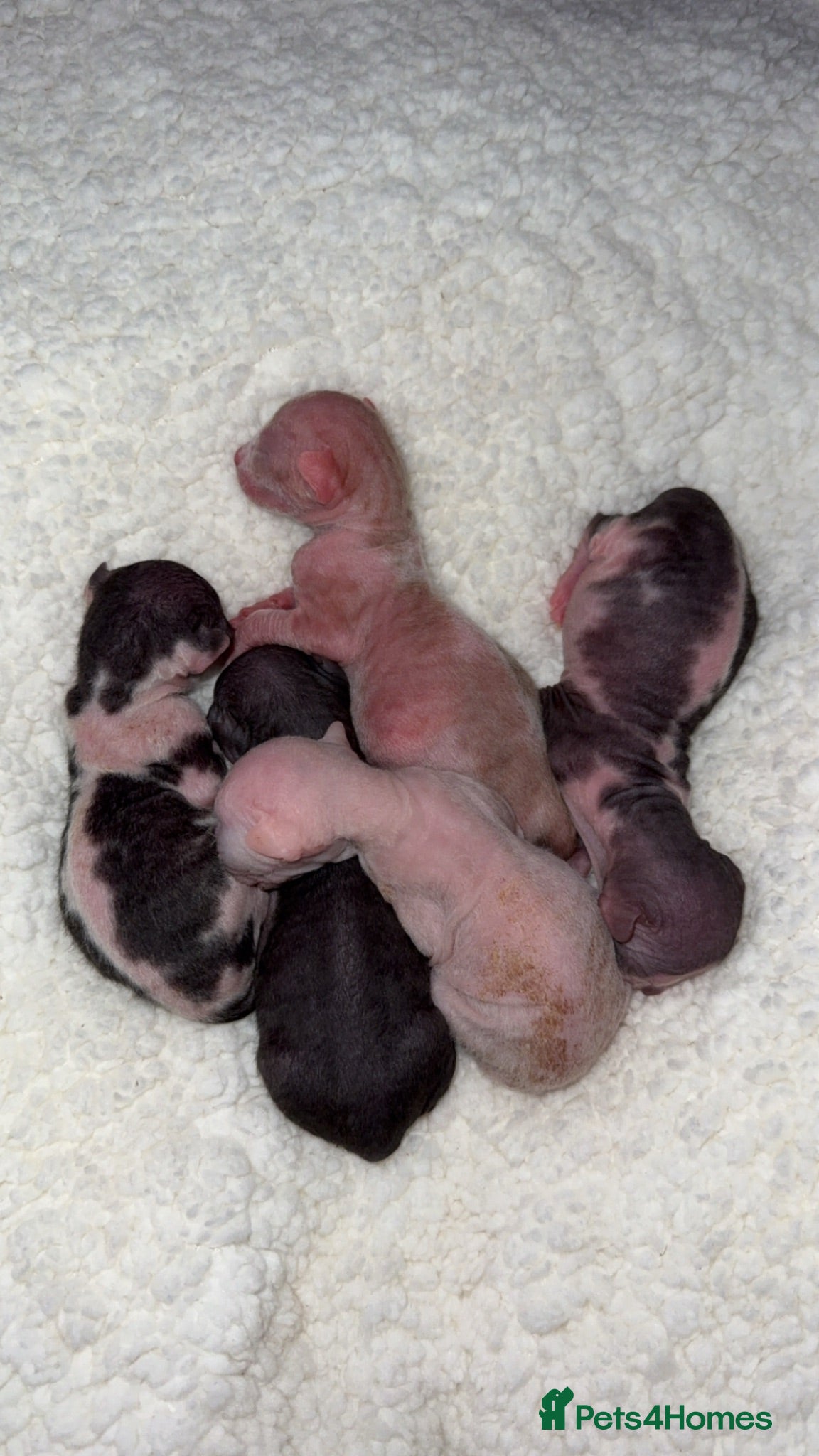Sphynx cats Sphynx Babies Due Soon - Advert 21