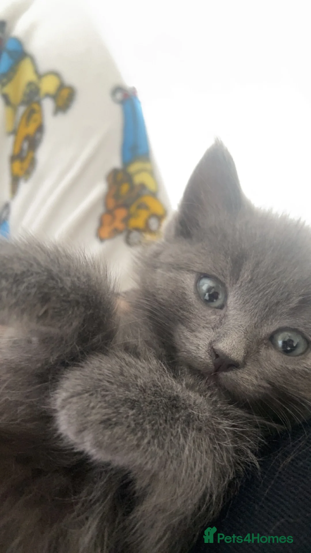 Mixed Breed cats for sale: kittens - Advert 2