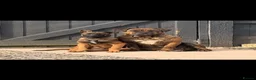 Mixed Breed dogs for sale: Kodi  - Advert 5
