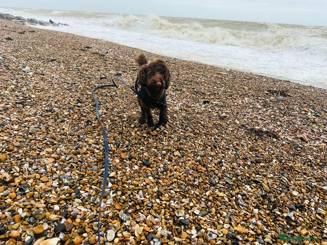 Labradoodle dogs for sale:  Mini toy labradoodle needing a new home  - Image 28