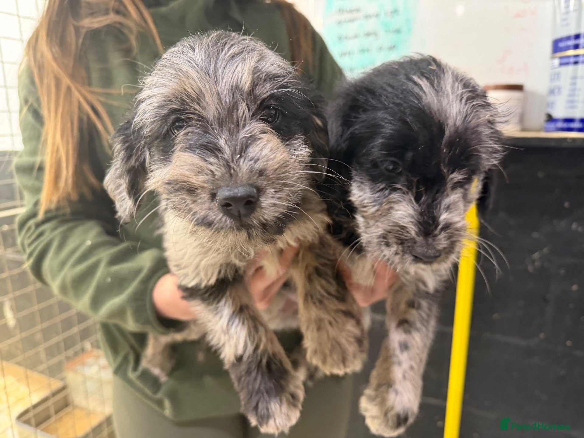 Labradoodle dogs for sale: Labradoodles - Advert 5
