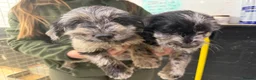 Labradoodle dogs for sale: Labradoodles - Advert 3