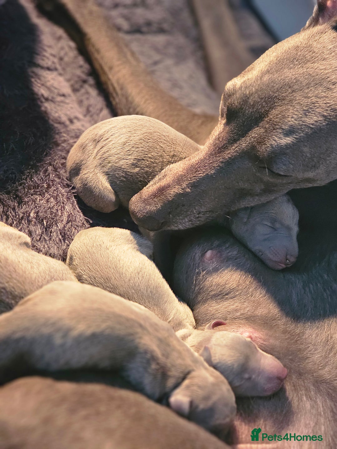 Whippet dogs for sale: KC Registered Blue Laguna Whippets - Image 4