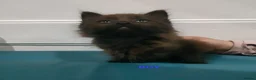 Mixed Breed cats for sale: Kittens 3 Boys and 2 Girls  in Leicester - Advert 33