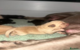 Labrador Retriever dogs for sale: 🐾 Ready 13th Oct. KC vet approved only 3 left 💕 - Image 26