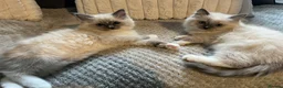 Ragdoll cats for sale: TICA REGISTERED RAGDOLL KITTENS  - Advert 29