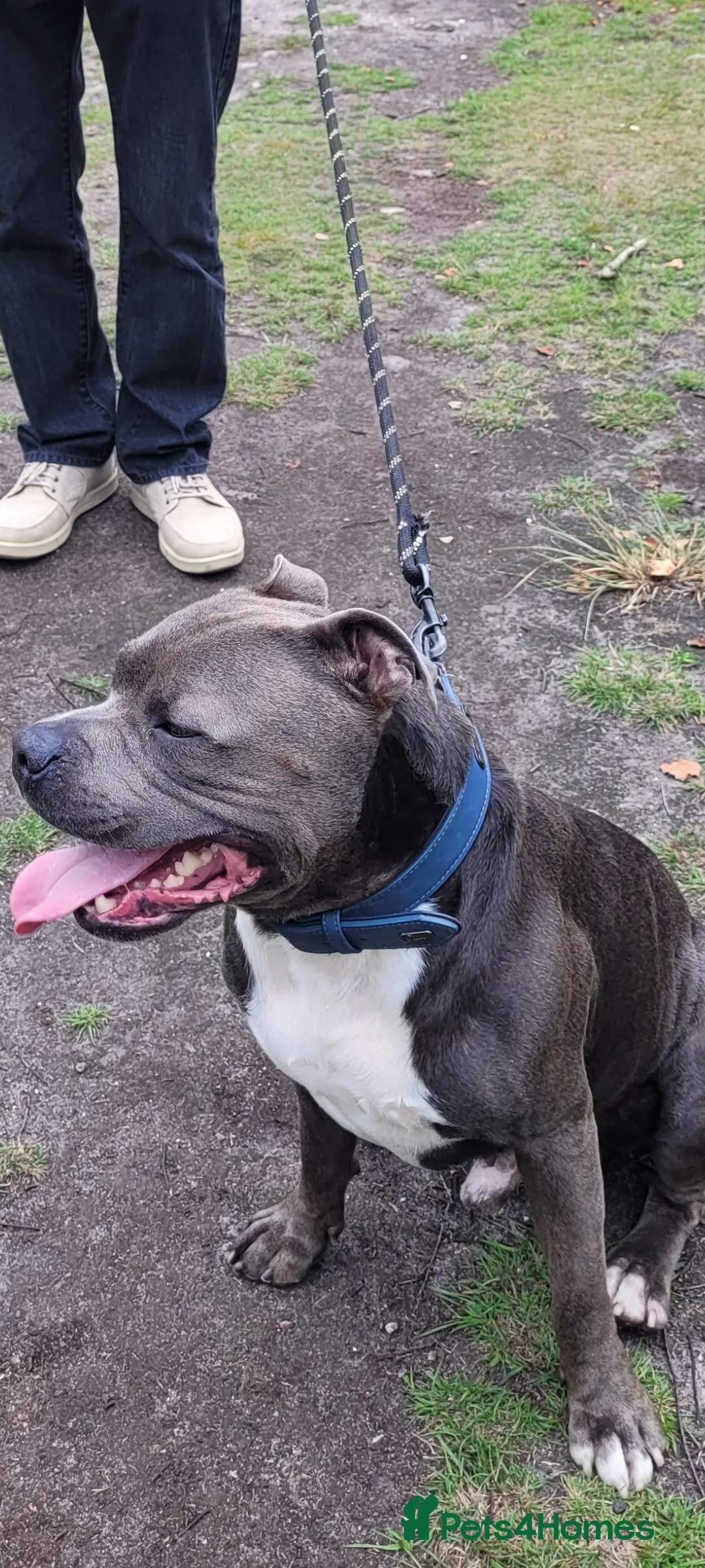 Staffordshire Bull Terrier dogs for stud: Blue Staffordshire bull terrier stud in Birmingham - Advert 4