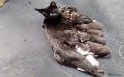 British Shorthair cats for sale:  Cute kittens for sale for £100 - Image 13
