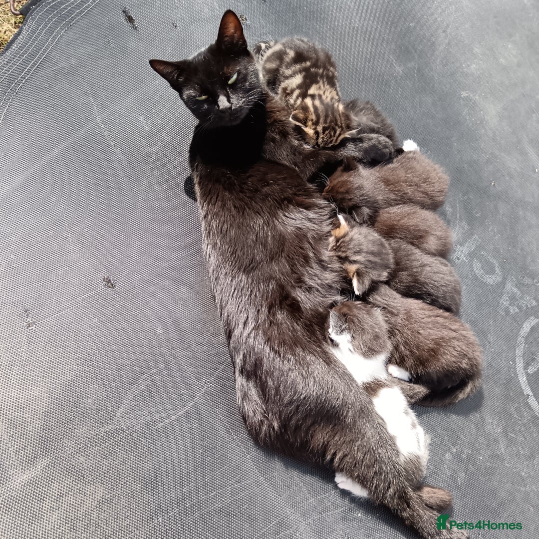 British Shorthair cats for sale:  Cute kittens for sale for £100 - Image 13