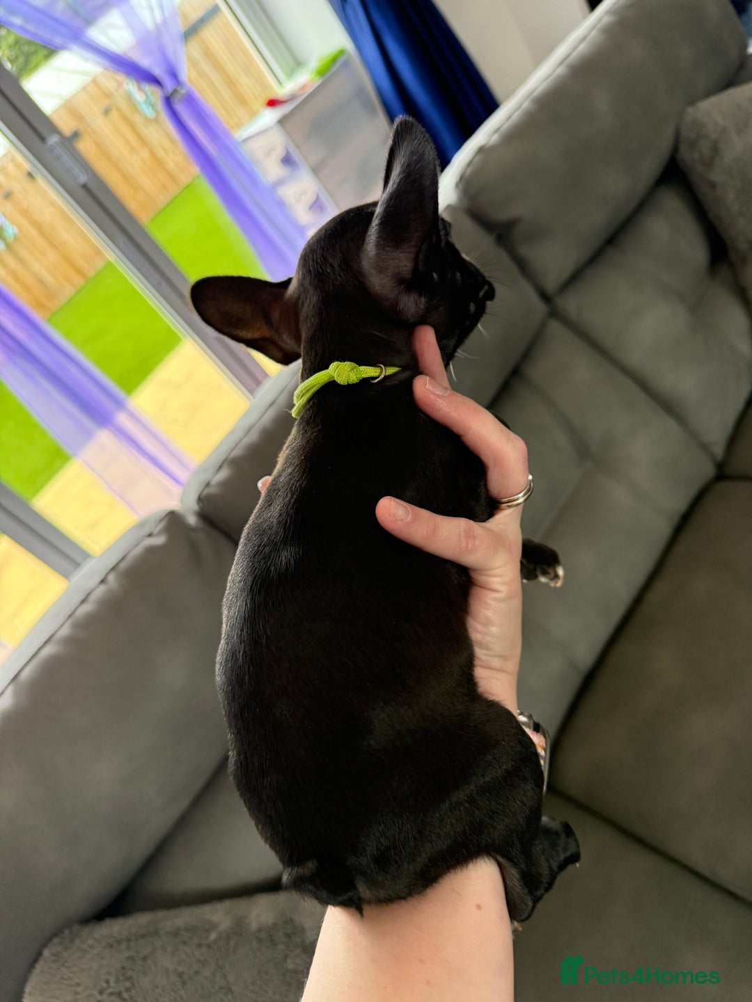 Mixed Breed dogs for sale: Frenchtons - Boston Terrier x Frenchie - Image 38