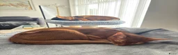 Abyssinian cats for sale: Stunning Abyssinian champion line kittens-last boy - Advert 16