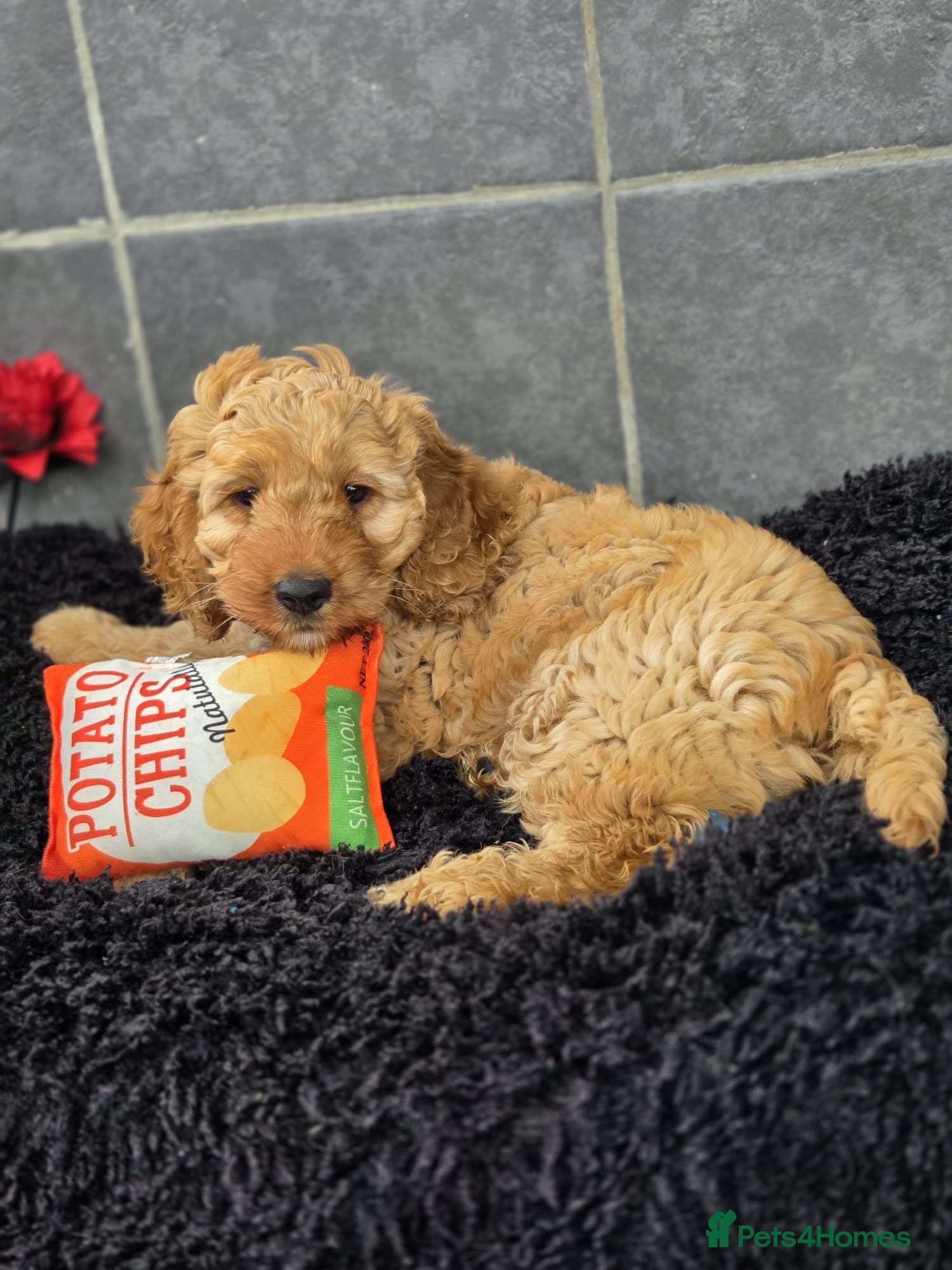 Cockapoo dogs Beautiful cockapoo pup - Advert 13