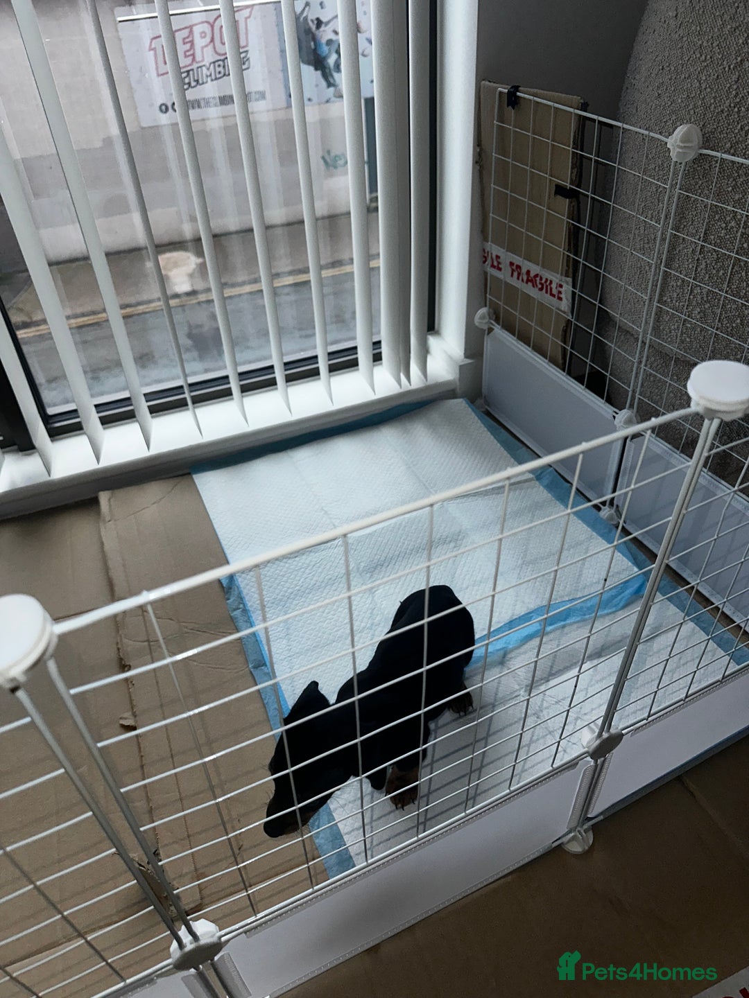 Dachshund dogs for sale:  Adorable Dachshund Puppy Loving Home  - Advert 5