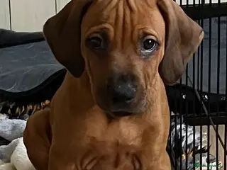 Rhodesian Ridgeback dogs *1 FRIENDLY, LOVING BOY LEFT*READY TO TAKE HOME - Advert 2