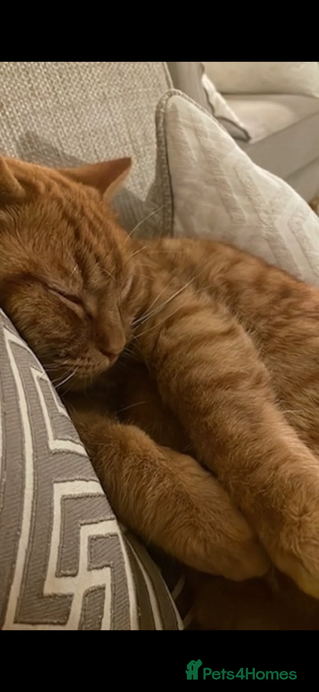 Mixed Breed cats for sale: Finn - A delicate and sad situation!  - Advert 2