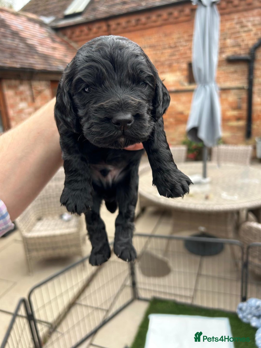 Cocker Spaniel dogs for sale: Working Cocker Spaniel Puppies  - Advert 15