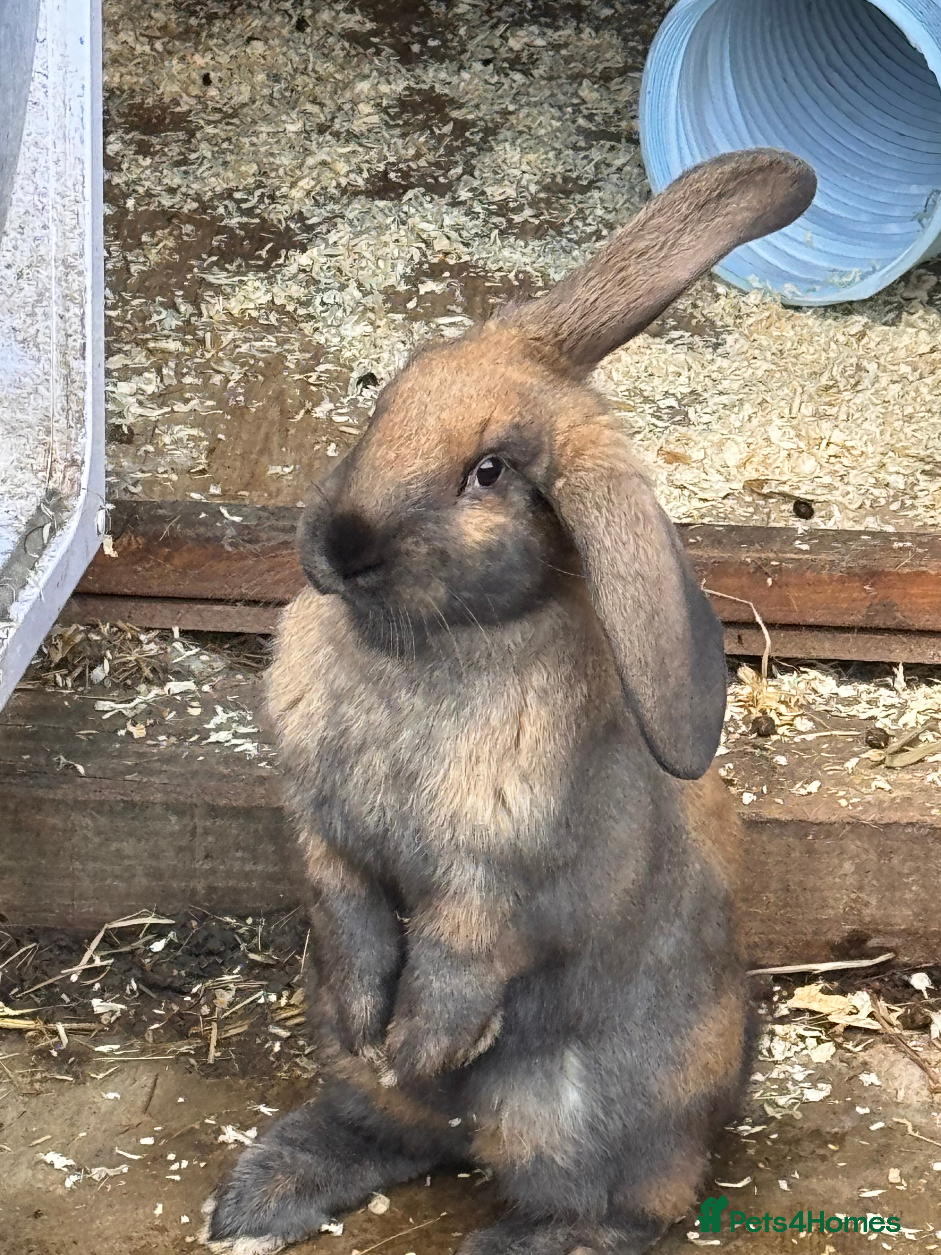 Mixed Breed rabbits French lop cross - Advert 5