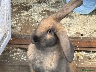 Mixed Breed rabbits French lop cross - Advert 5