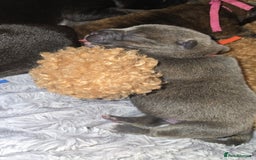 Mixed Breed dogs for sale: Chaffy puppies - Image 9