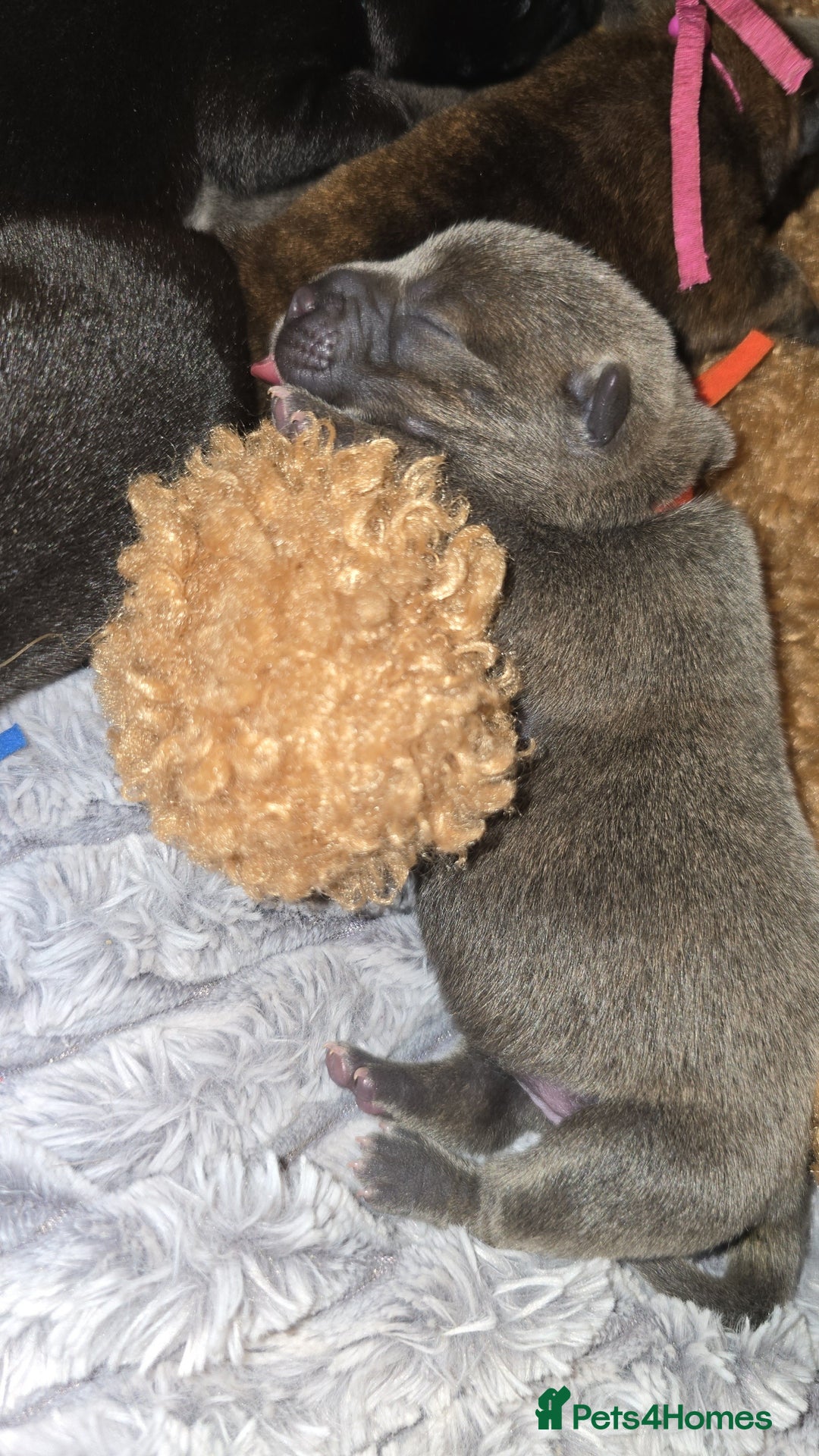 Mixed Breed dogs for sale: Chaffy puppies - Image 9