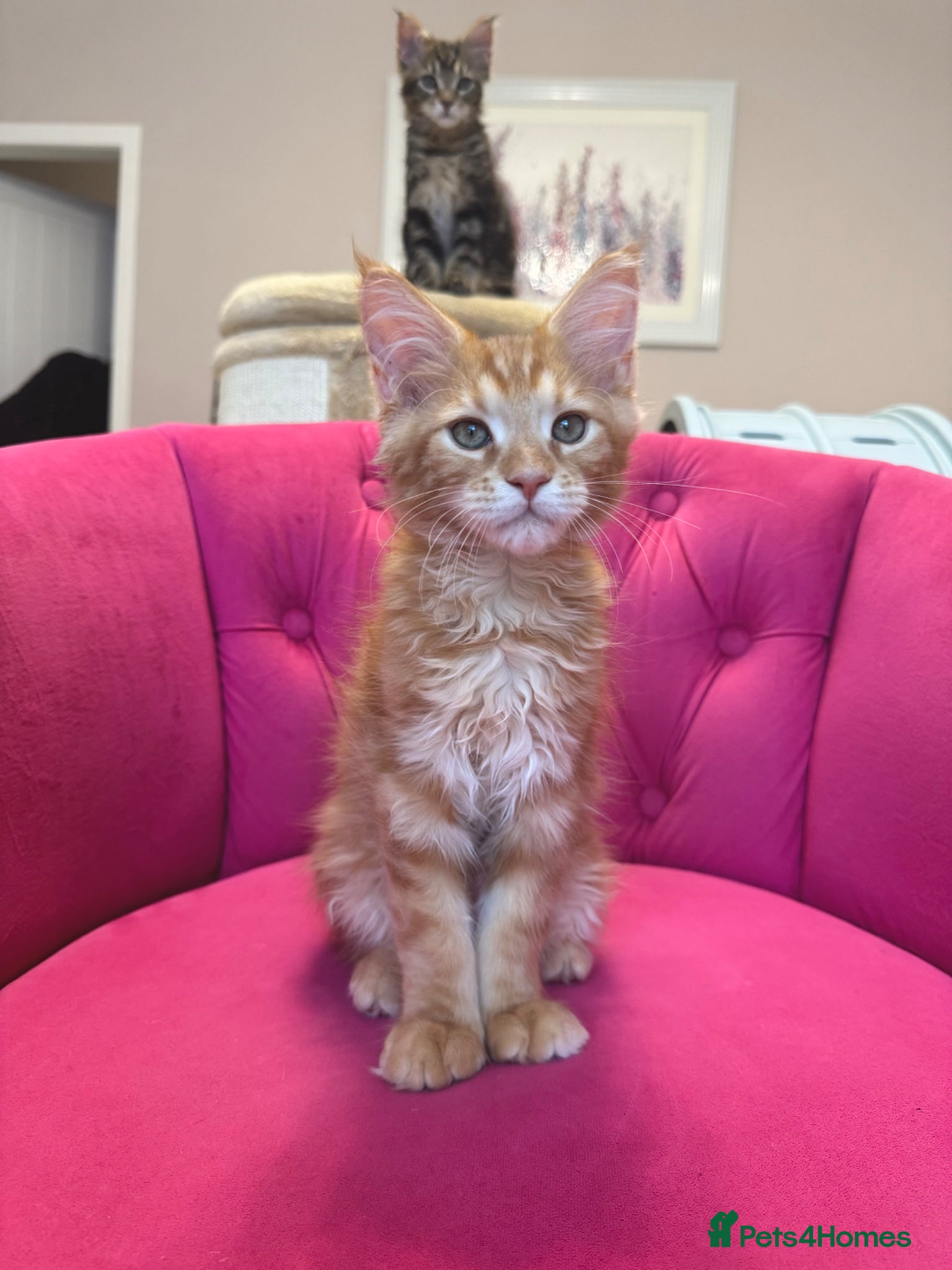 Maine Coon cats Maine Coon Kittens 🏆 20+ gen 🧬 Full Pedigree - Advert 1