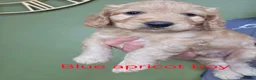 Cockapoo dogs for sale: F1 Cockapoos hereditary clear - Advert 15
