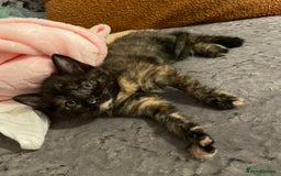 British Shorthair cats for sale: Gorgeous Kittens For Sale, Very Loving & Playful - Image 10