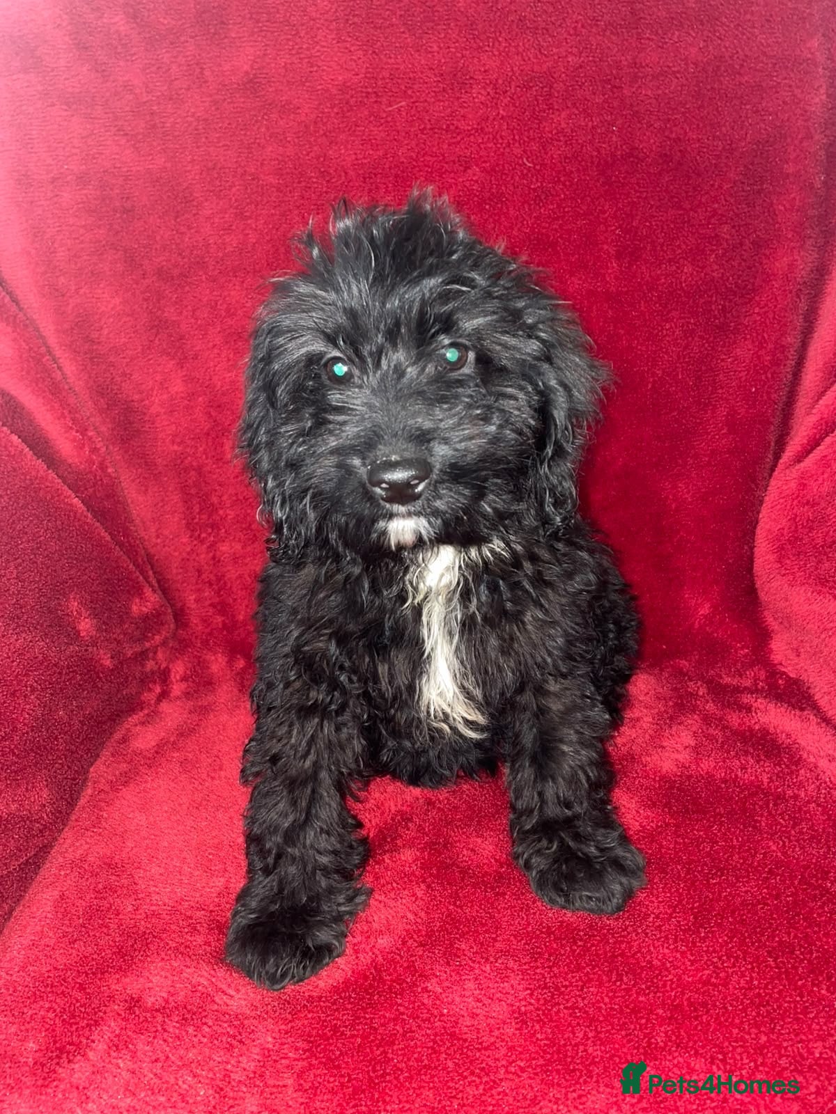 Cockapoo dogs F1 Black Cockapoo puppies - Advert 1