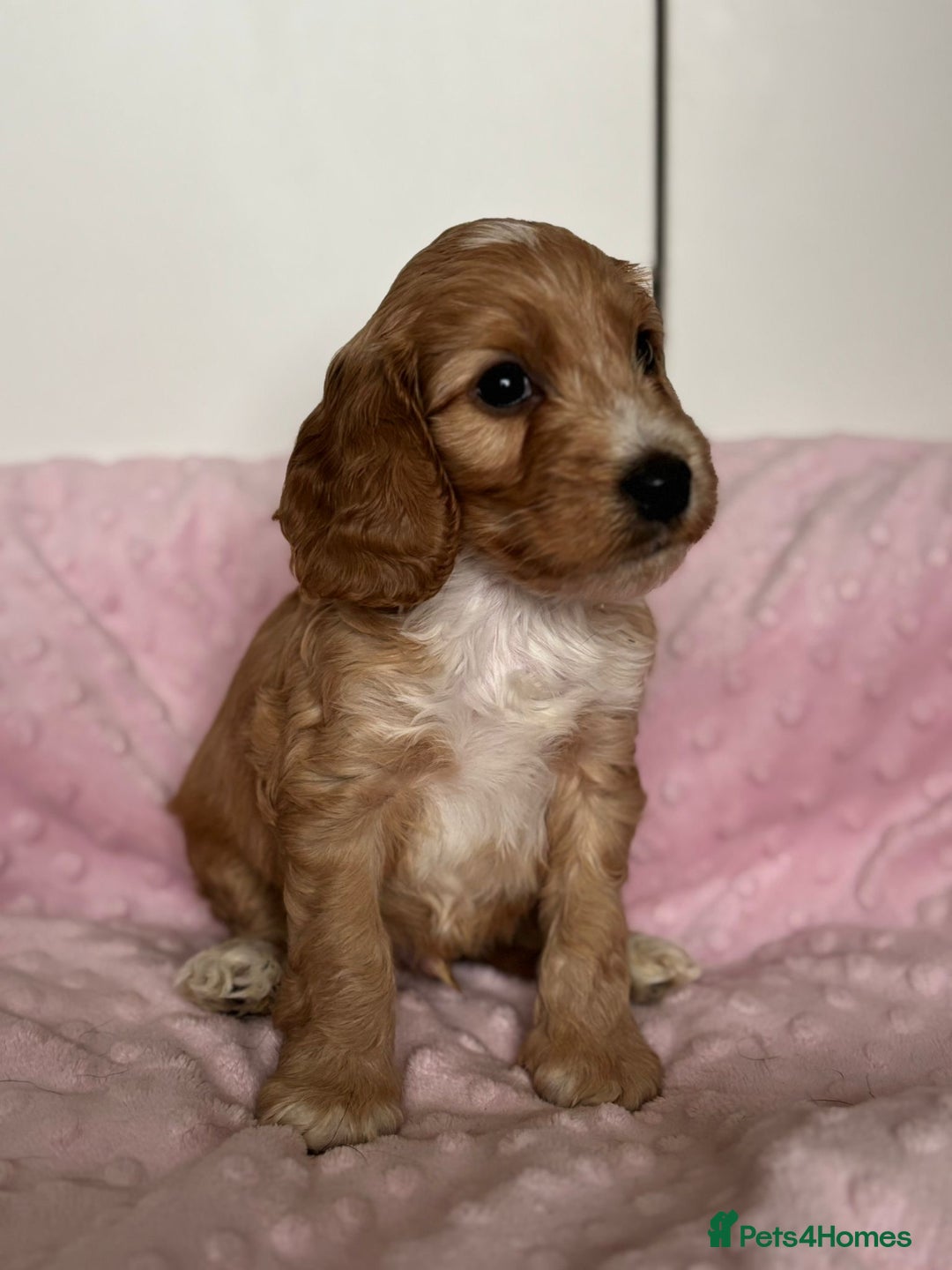 Mixed Breed dogs for sale: Stunning Cockapoo / Doodle  Puppies - Advert 12